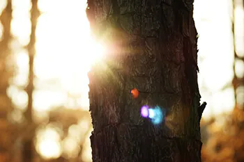 Sonnenlicht Sonnenlicht im Wald